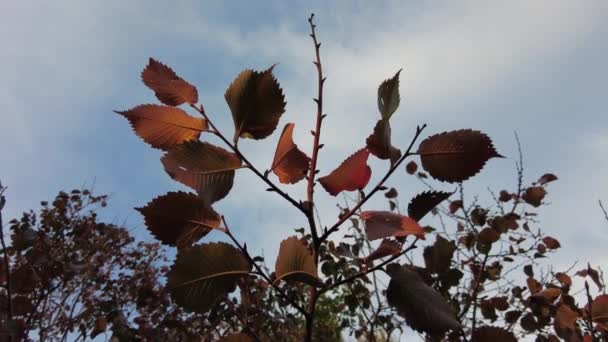 Krásné Jasné Podzimní Barvy Červenožluté Listy Stromů Zblízka Podzimní Pozadí — Stock video