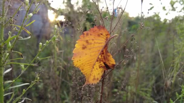 Belas Cores Brilhantes Outono Folhas Vermelho Amarelas Árvores Close Fundo — Vídeo de Stock