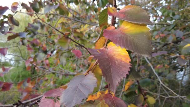 Schöne Helle Herbstfarben Rot Gelbe Blätter Von Bäumen Nahaufnahme Herbsthintergrund — Stockvideo