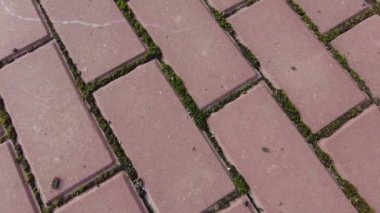 Kırmızı tuğlalar ve yosunlar. Döşemede yosun var. Döşeme levhaları ve yosun. Güneşli bir günde yeşil yosun arkaplanlı kırmızı kiremitler. Kaldırımdaki kaldırım taşlarının arasında yosun var. 4k video
