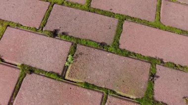 Kırmızı tuğlalar ve yosunlar. Döşemede yosun var. Döşeme levhaları ve yosun. Güneşli bir günde yeşil yosun arkaplanlı kırmızı kiremitler. Kaldırımdaki kaldırım taşlarının arasında yosun var. 4k video