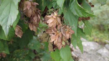Hop field landscape in sunny day. Hop trees On blue sky background, Green ripe hop cones on the plantation on black background in backlit.ripe hop cones on plantation against bright summer sunlight.