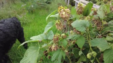 Hop field landscape in sunny day. Hop trees On blue sky background, Green ripe hop cones on the plantation on black background in backlit.ripe hop cones on plantation against bright summer sunlight.