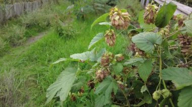 Hop field landscape in sunny day. Hop trees On blue sky background, Green ripe hop cones on the plantation on black background in backlit.ripe hop cones on plantation against bright summer sunlight.