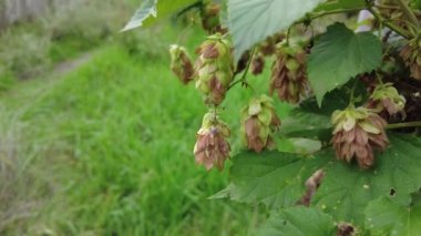 Hop field landscape in sunny day. Hop trees On blue sky background, Green ripe hop cones on the plantation on black background in backlit.ripe hop cones on plantation against bright summer sunlight.