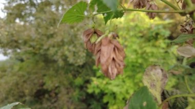 Hop field landscape in sunny day. Hop trees On blue sky background, Green ripe hop cones on the plantation on black background in backlit.ripe hop cones on plantation against bright summer sunlight.