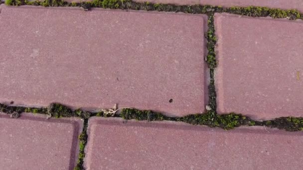红砖和苔藓 瓷砖上的苔藓 铺装石板和苔藓 在阳光明媚的日子 铺上绿色苔藓背景的红砖 铺在人行道上铺板之间的苔藓 4K视频 — 图库视频影像