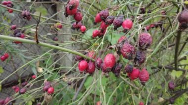 Bir dalda gül ağacı. video 4k. Gül ağacı ve meyveler, güllük gülistanlık meyveler bitkisel tedavi için güllük gülistanlık meyveler, olgunlaşmış gül kalçaları bir sonbahar günü, seçici bir odak noktası