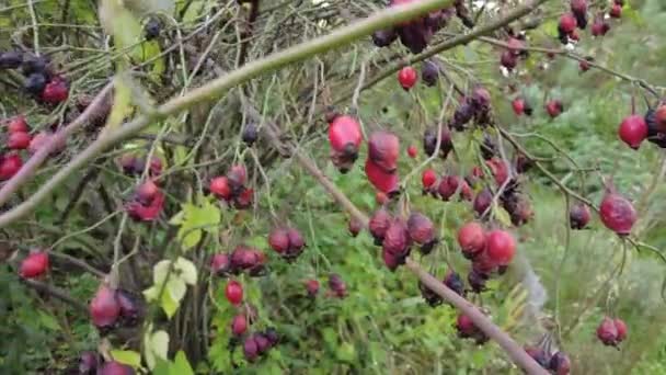 Rosehip Branch Video Rosehip Tree Fruity Rosehip Gathering Rosehip Fruit — Stock Video