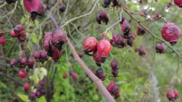 Rosehip Branch Video Rosehip Tree Fruity Rosehip Gathering Rosehip Fruit — Stock Video