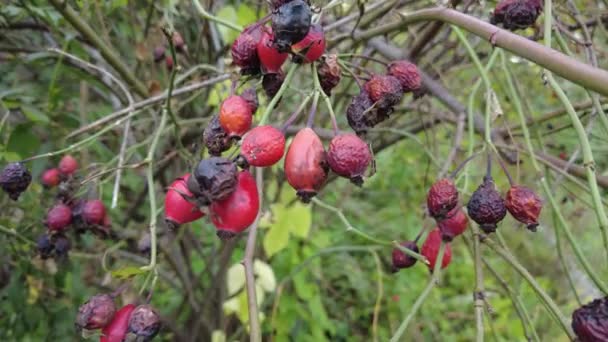 Rosehip Branch Video Rosehip Tree Fruity Rosehip Gathering Rosehip Fruit — Stock Video