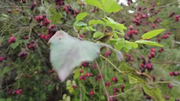 Rosehip Branch Video Rosehip Tree Fruity Rosehip Gathering Rosehip Fruit — Stock Video