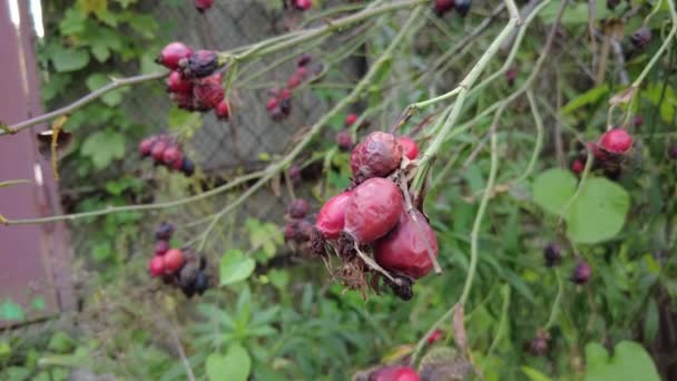 Rosehip Branch Video Rosehip Tree Fruity Rosehip Gathering Rosehip Fruit — Stock Video