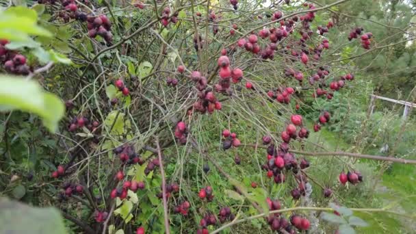 Hagebutte Auf Einem Zweig Video Hagebuttenbaum Und Fruchtig Hagebuttenernte Hagebuttenfrüchte — Stockvideo