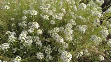 Küçük beyaz çiçekler. 4k video. Süslü bahçe çiçekleri. Yukarıdan görünen küçük beyaz çiçekli çayır. Tarlada serastium çiçekleri. Bal gibi kokan Alyssum çiçekleri. Beyaz alkalssum.