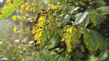 Ağaç hastalıkları. Hastalıklı yapraklar. etkilenmiş ağaç yaprakları. 4 bin. Sağlıklı ağaçtaki hastalıktan sarı yapraklar. Bakteri saldırısı. Yaprak lapası. bitki hastalıkları. Bir ağacın paslı yeşil yaprakları..