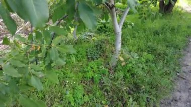 ceviz ağacı. Ceviz, Juglans Ailesi Juglandaceae familyasından herhangi bir ağacın cevizidir. Ceviz ağacındaki küçük yeşil cevizler bir dala asılı. El kamerası çekimi. Yüksek kalite 4k görüntü.