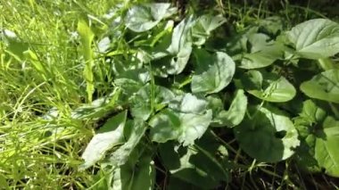 Yeşil çimlerde ışık ve gölge. Yüksek kalitede 4K görüntüler. Doğal yeşil çimen arka planda, gölge yapraklı rüzgar esiyor. Sallanan hindistan cevizi ağaçları yeşil alan arka planında gölgeler