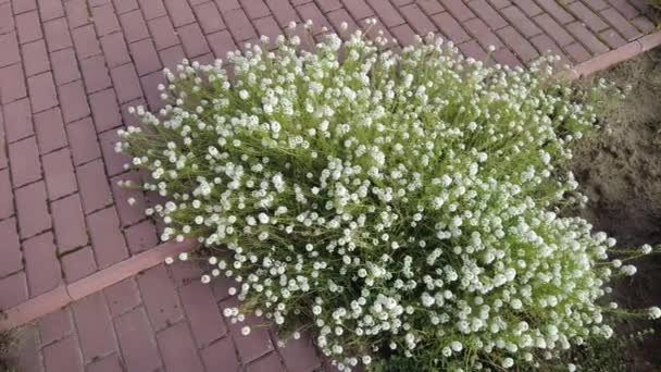 小さな白い花 4Kビデオ 装飾用の庭の花 上から見た小さな白い花を持つ草原 フィールド内のセラステウムの花 蜂蜜のような香りのする花を合成します ホワイト エイリサム — ストック動画