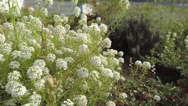 Kleine Witte Bloemen Video Decoratieve Tuinbloemen Grasveld Met Kleine Witte — Stockvideo