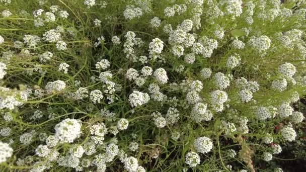 Kleine Witte Bloemen Witte Struik Het Gras Bloeit Wit Decoratieve — Stockvideo