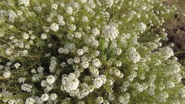 Små Vita Blommor Video Dekorativa Trädgård Blommor Äng Med Små — Stockvideo