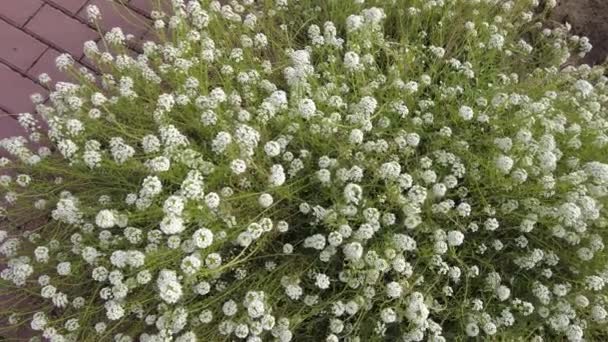 Pequeñas Flores Blancas Arbusto Blanco Hierba Florece Blanca Flores Decorativas — Vídeos de Stock