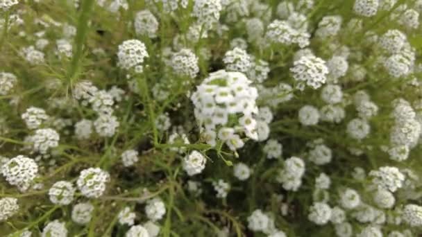 Pequenas Flores Brancas Vídeo Flores Decorativas Jardim Prado Com Pequenas — Vídeo de Stock