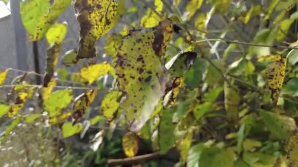 Boomziekten Zieke Bladeren Aangetaste Boombladeren Geelachtige Bladeren Van Ziekte Bij — Stockvideo