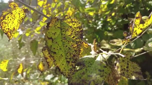 나뭇잎들 영향을 입니다 나무에 박테리아가 공격한다 나뭇잎캐 나무를 가까이 — 비디오