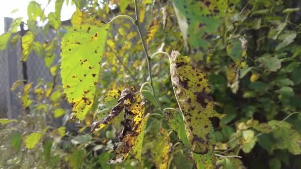 Nemoci Stromů Nemocné Listy Zasažené Listy Stromu Žluté Listy Choroby — Stock video
