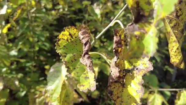 나뭇잎들 영향을 입니다 나무에 박테리아가 공격한다 나뭇잎캐 나무를 가까이 — 비디오
