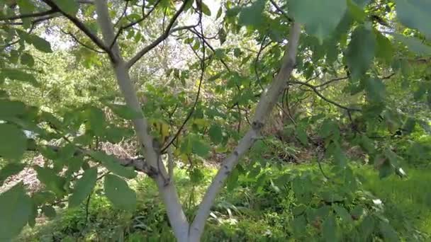 Ořechový Strom Vlašský Ořech Ořech Každého Stromu Rodu Juglans Čeledi — Stock video
