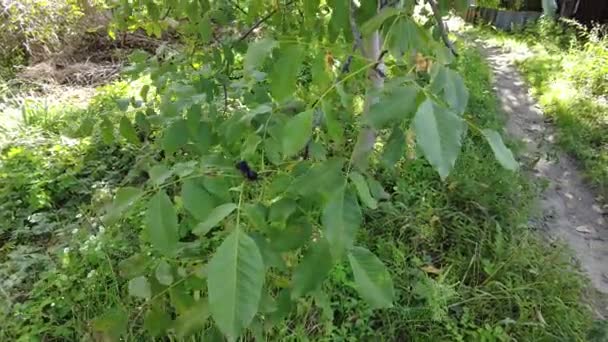 クルミの木 クルミはユグラン科ユグラン科ユグラン属の木の実です クルミの木の上の小さな緑のクルミの枝にかかっている 手持ち撮影 高品質4K映像 — ストック動画