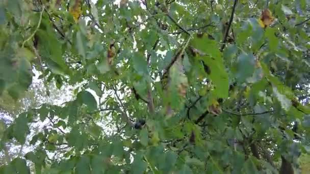Ceviz Ağacı Ceviz Juglans Ailesi Juglandaceae Familyasından Herhangi Bir Ağacın — Stok video