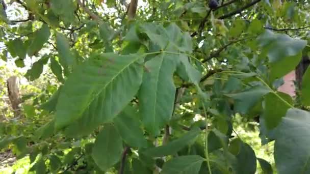 クルミの木 クルミはユグラン科ユグラン科ユグラン属の木の実です クルミの木の上の小さな緑のクルミの枝にかかっている 手持ち撮影 高品質4K映像 — ストック動画