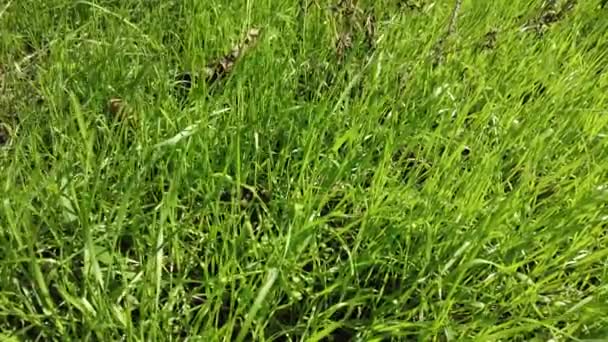 緑の草の上の光と影 高品質4Kの映像 影の葉の風が吹く自然緑の草の背景 緑の畑にヤシの木の影を揺らす — ストック動画