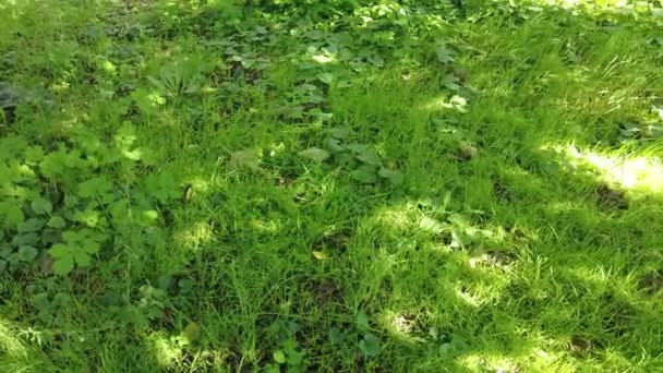 Licht Und Schatten Auf Grünem Rasen Hochwertige Footage Nature Grünen — Stockvideo