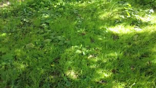 Licht Schaduw Groen Gras Hoge Kwaliteit Footage Nature Groene Gras — Stockvideo