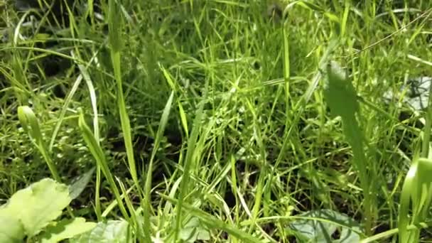 Light Shadow Green Grass High Quality Footage Nature Green Grass — Stock Video