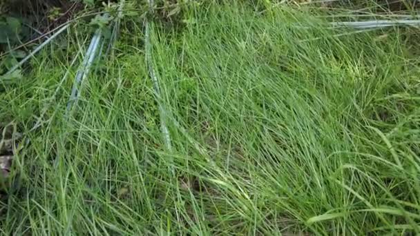 Luz Sombra Sobre Hierba Verde Alta Calidad Footage Nature Fondo — Vídeo de stock