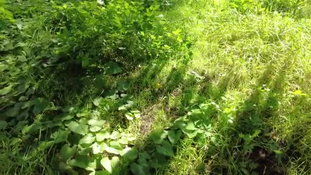 Φως Και Σκιά Στο Πράσινο Γρασίδι Υψηλής Ποιότητας Footage Nature — Αρχείο Βίντεο