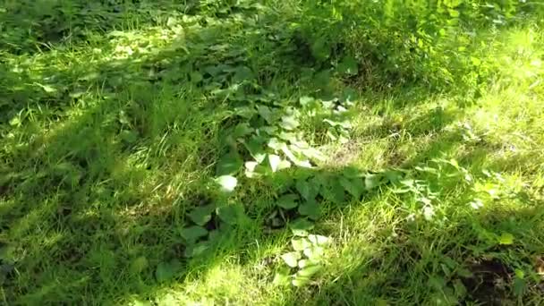 Lumière Ombre Sur Herbe Verte Haute Qualité Footage Nature Herbe — Video
