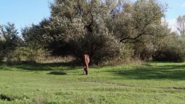 Atlar çayırda otlar. video 4k. Yüksek çözünürlüklü görüntü. At mavi gökyüzüne karşı çayırda otluyor. Kahverengi bir at yaz aylarında kırsal alanda yeşil otlar yer.