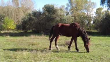 Atlar çayırda otlar. video 4k. Yüksek çözünürlüklü görüntü. At mavi gökyüzüne karşı çayırda otluyor. Kahverengi bir at yaz aylarında kırsal alanda yeşil otlar yer.
