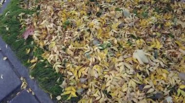 Çimlerin üzerinde sonbahar yaprakları. video 4k. Yüksek çözünürlüklü görüntü. Yeşil bir çimenlikte bırakır. Çimlerin üzerinde sonbahar yaprakları. Sonbahar yapraklı yeşil çimenler. Çimlerin üzerinde yapraklar. Bulanık orman arka planı.