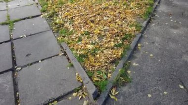 Çimlerin üzerinde sonbahar yaprakları. video 4k. Yüksek çözünürlüklü görüntü. Yeşil bir çimenlikte bırakır. Çimlerin üzerinde sonbahar yaprakları. Sonbahar yapraklı yeşil çimenler. Çimlerin üzerinde yapraklar. Bulanık orman arka planı.