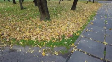 Çimlerin üzerinde sonbahar yaprakları. video 4k. Yüksek çözünürlüklü görüntü. Yeşil bir çimenlikte bırakır. Çimlerin üzerinde sonbahar yaprakları. Sonbahar yapraklı yeşil çimenler. Çimlerin üzerinde yapraklar. Bulanık orman arka planı.