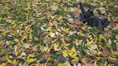 Çimlerin üzerinde sonbahar yaprakları. video 4k. Yüksek çözünürlüklü görüntü. Yeşil bir çimenlikte bırakır. Çimlerin üzerinde sonbahar yaprakları. Sonbahar yapraklı yeşil çimenler. Çimlerin üzerinde yapraklar. Bulanık orman arka planı.