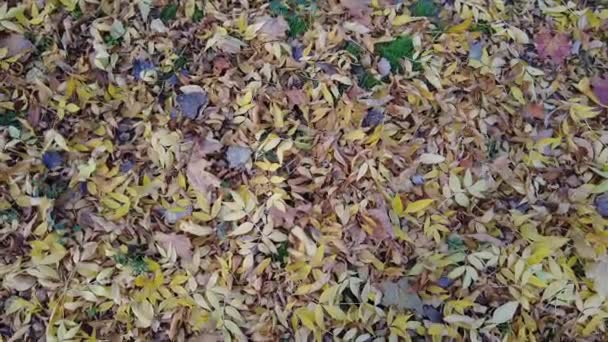 Podzimní Listí Trávě Video Záznam Vysokém Rozlišení Listy Zeleném Trávníku — Stock video